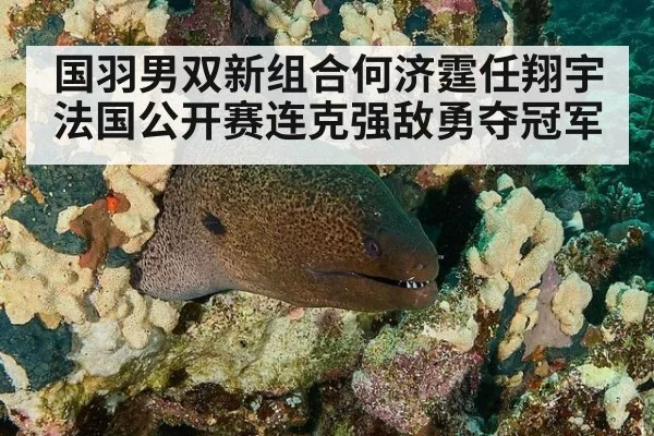 国羽男双新组合何济霆任翔宇法国公开赛连克强敌勇夺冠军